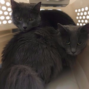 21766282_10214097100115093_6346197086788738983_n